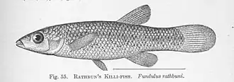 Fundulus rathbuni