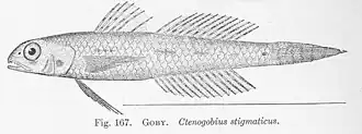 Ctenogobius stigmaticus