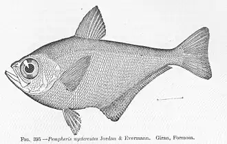 Pempheris nyctereutes