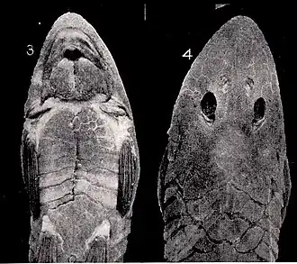 Loricariichthys labialis