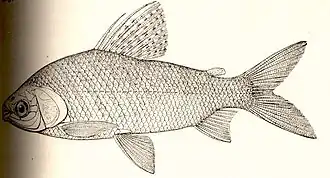 Prochilodus magdalenae