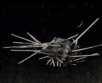 Histocidaris sharreri