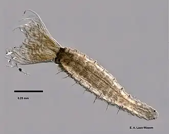 Fabricia stellaris