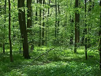 Fagetalia sylvaticae met beuk