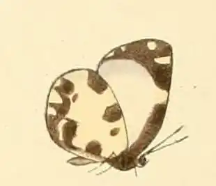Falcuna libyssa