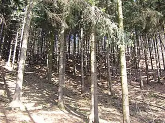 Het Lübbecker Wiehengebirge, westhelling Wurzelbrink