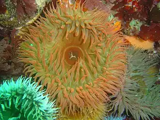 Pseudactinia