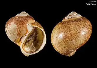 Falsilunatia joubini