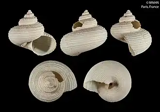 Falsimargarita nauduri