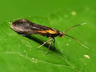 Mathildana newmanella