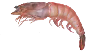 Farfantepenaeus subtilis