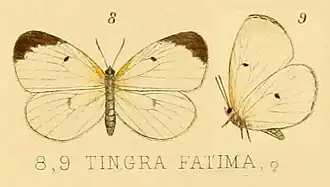 Liptena fatima