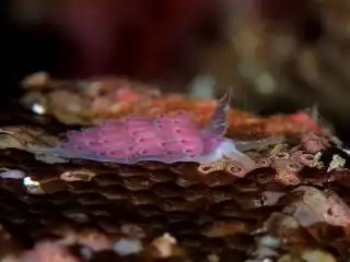 Favorinus perfoliatus