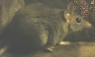 Antechinus bellus