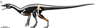 Faxinalipterus