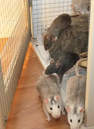 Tamme ratten als huisdier(Rattus norvegicus domestica)