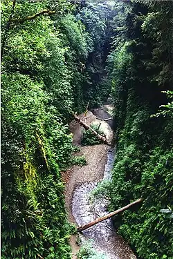 Fern Canyon, een diepe kloof vol varens