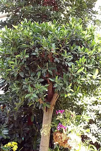 Ficus thonningii