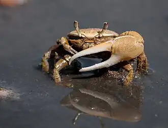 Uca (Leptuca) leptodactyla