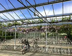 Overdekte fietsenstalling van de hogeschool, begroeid met druif en blauweregen