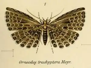 Alucita trachyptera