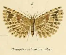 Alucita ochrozona