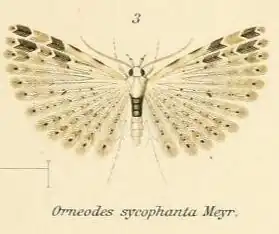 Alucita sycophanta