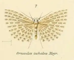 Alucita ischalea
