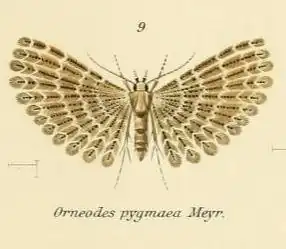 Alucita pygmaea