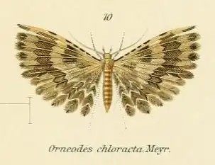 Alucita chloracta