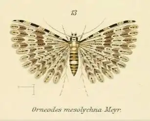 Alucita mesolychna