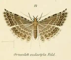 Alucita eudactyla