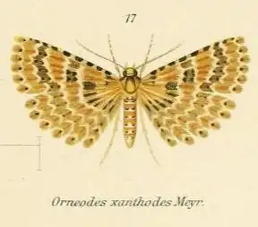 Alucita xanthodes