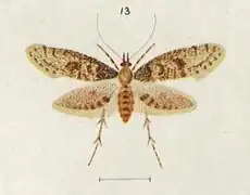 Isonomeutis restincta