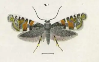 Glyphipterix euastera