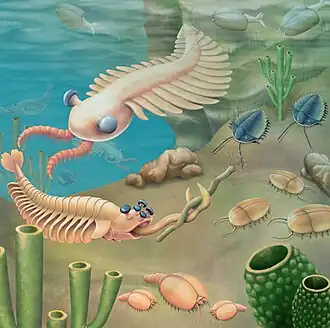 Anomalocaris