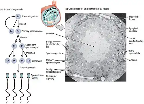 Spermatogenese naarmate de cellen zich ontwikkelen van spermatogonium, naar primaire spermatocyten, naar secundaire spermatocyten, naar spermatiden en naar zaadcel.