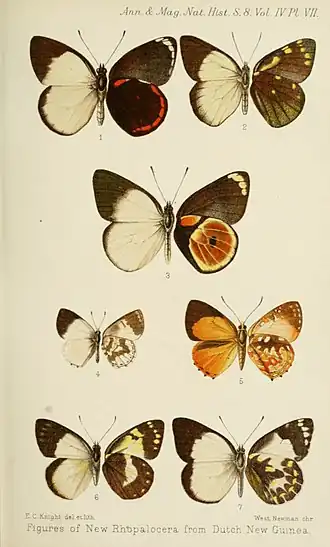 Delias castaneus