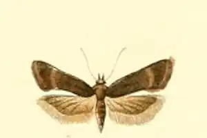 Filatima spurcella