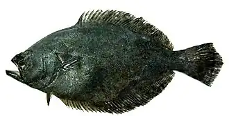 Paralichthys adspersus
