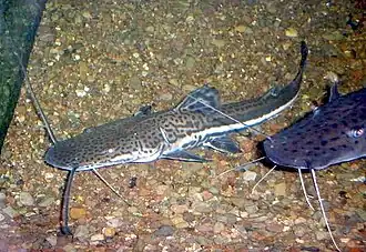 Sorubimichthys
