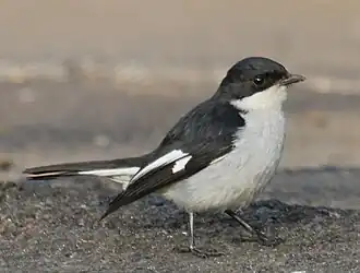 Klauwiervliegenvanger