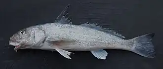 Menticirrhus littoralis