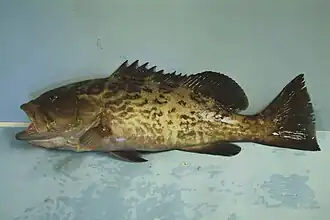 Mycteroperca microlepis