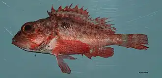 Scorpaena brasiliensis