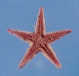 Astropecten duplicatus