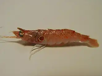 Sicyonia burkenroadi