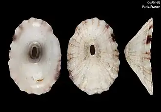 Fissurella bravensis