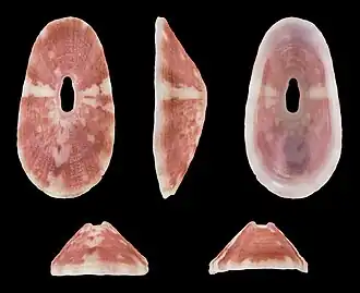 Fissurella mutabilis