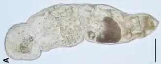 Flagellophora apelti